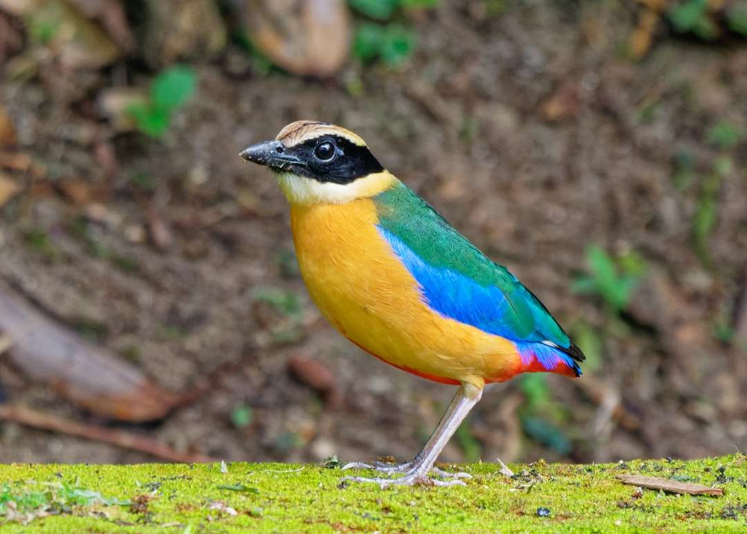 Pássaro azul amarelo e verde na grama verde durante o dia puzzle online