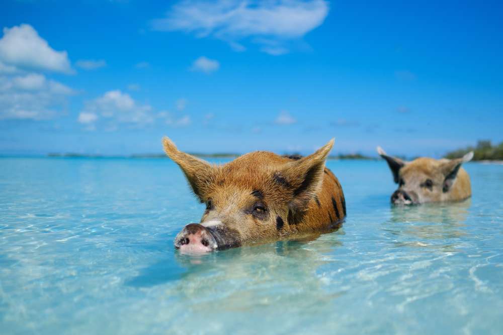 Bahamas con cerdos flotantes. rompecabezas en línea
