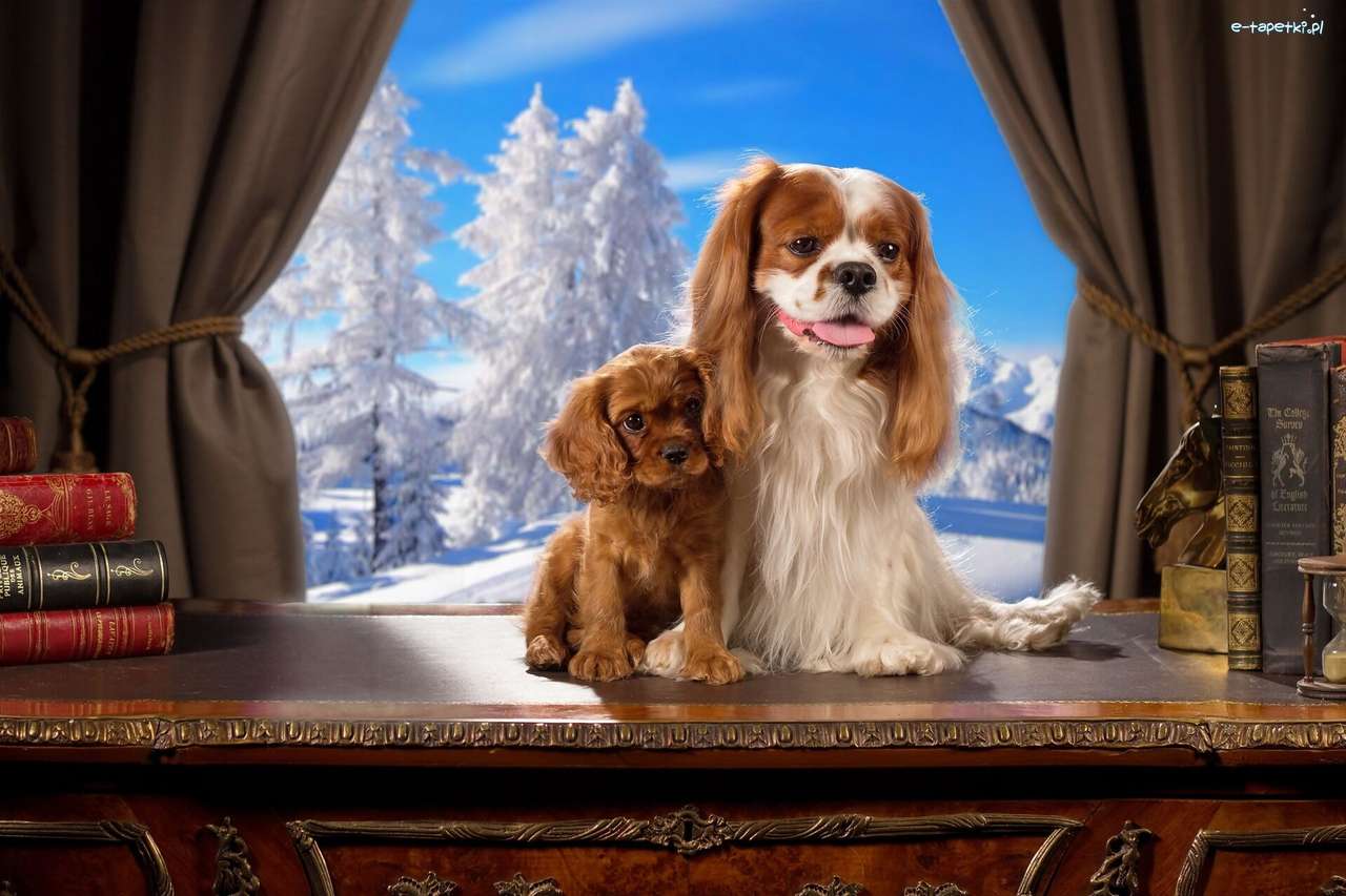 Cavalier King Charles, Spaniel Online-Puzzle