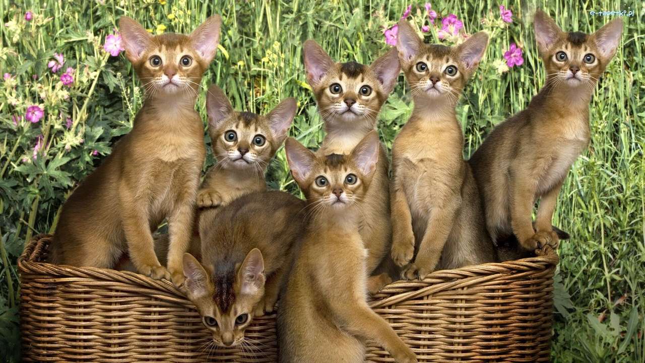 Семейство на абисинските котки онлайн пъзел