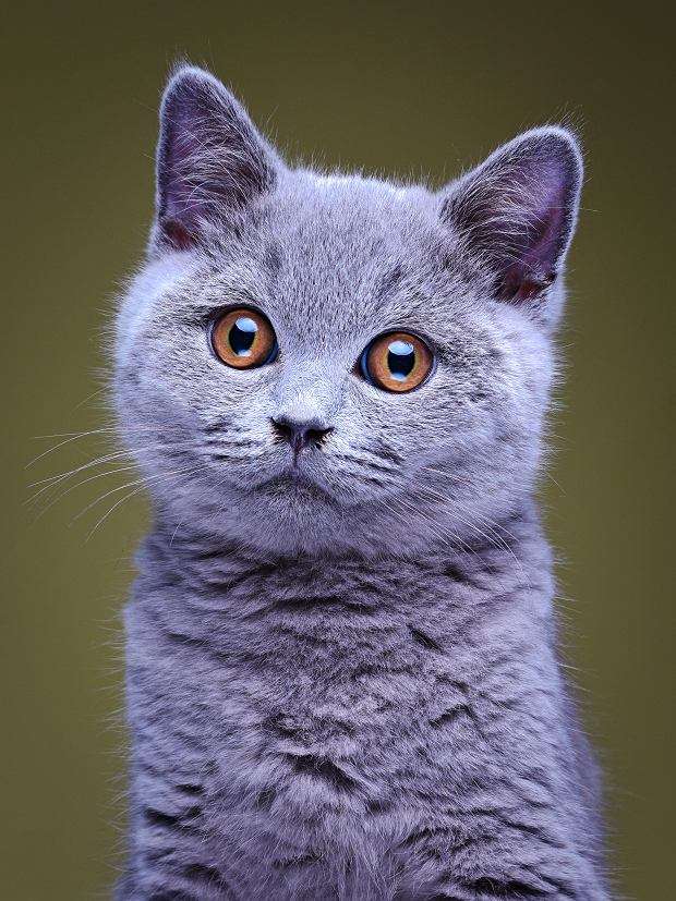 grå katt Pussel online