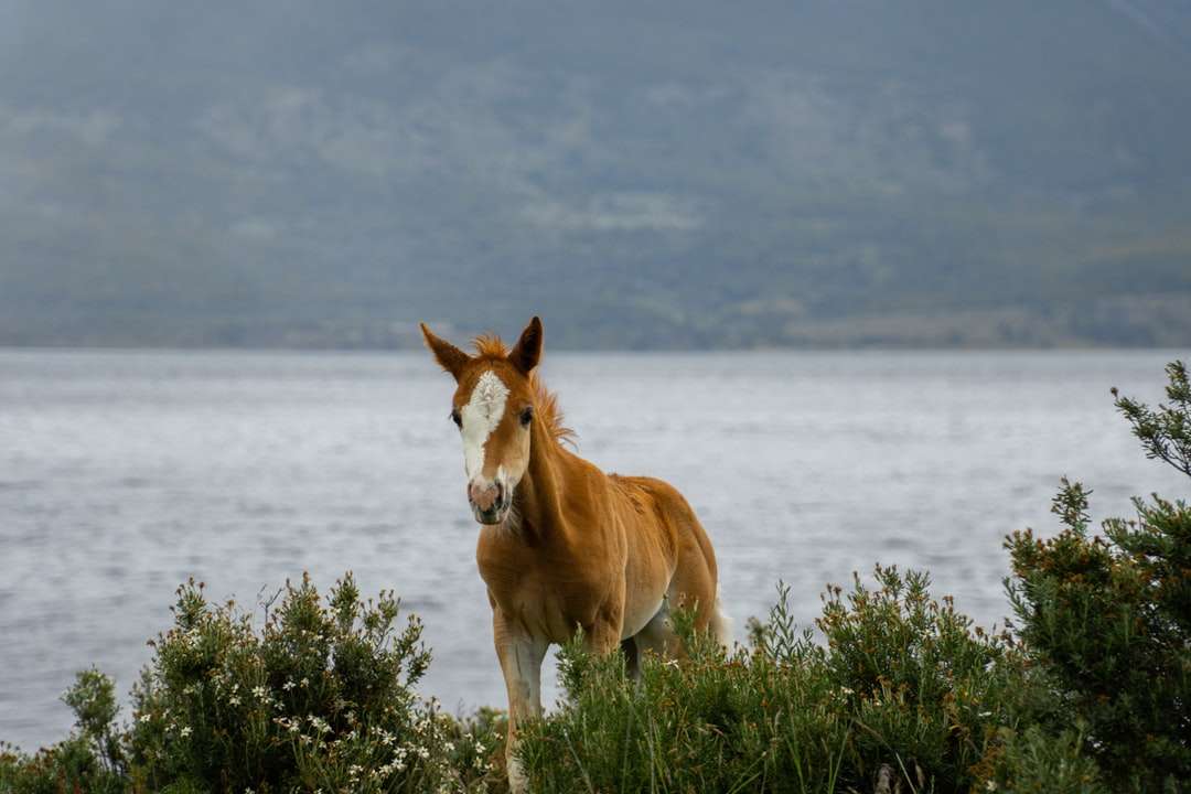 Brun och vit häst på grönt gräsfält nära kroppen Pussel online