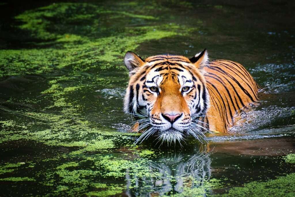 тигр в узде пазл онлайн