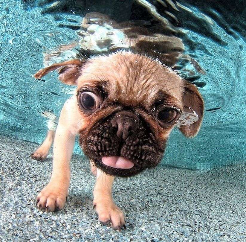dog-swimming Pussel online