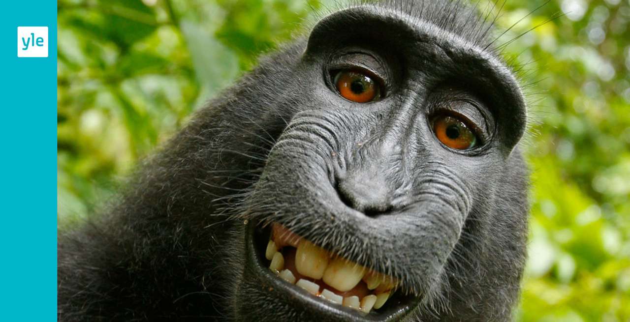 Macaco legal. quebra-cabeças online