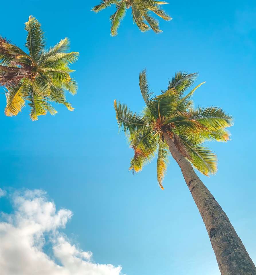 зеленая пальма под голубым небом в дневное время онлайн-пазл