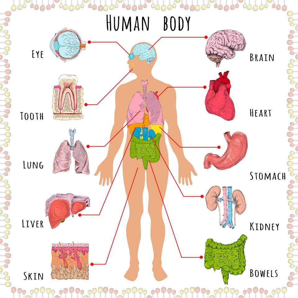 Menselijke organen legpuzzel online