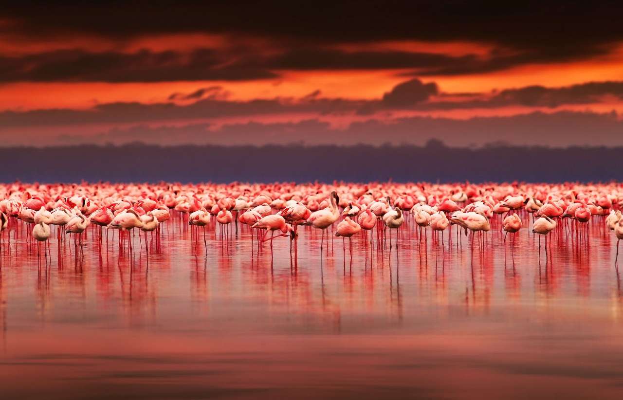 Kenianische Flamingos. Puzzlespiel online