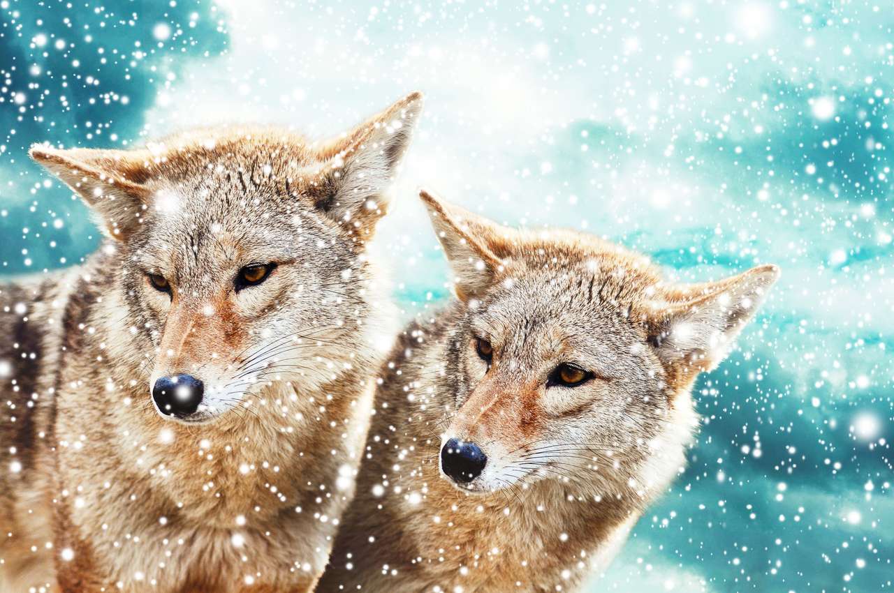 Wolves i snö Pussel online