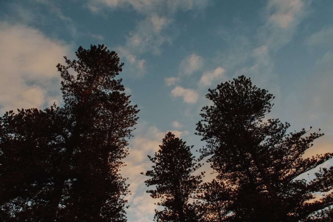 Πράσινα δέντρα κάτω από τον μπλε ουρανό κατά τη διάρκεια της ημέρας παζλ online