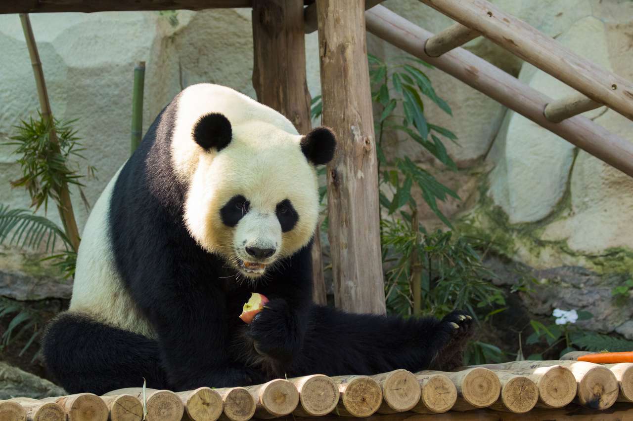 Гигантская панда онлайн-пазл