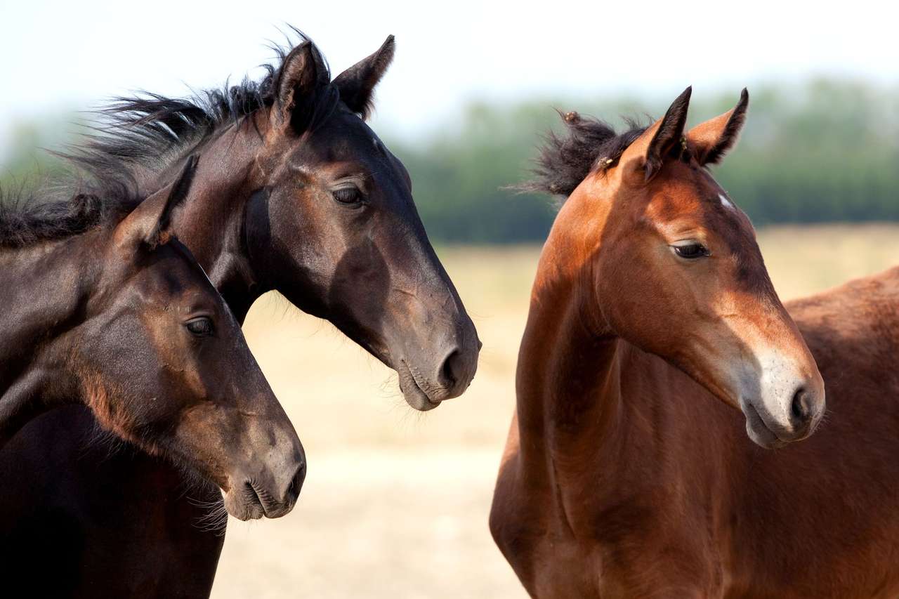Tre hästar Pussel online