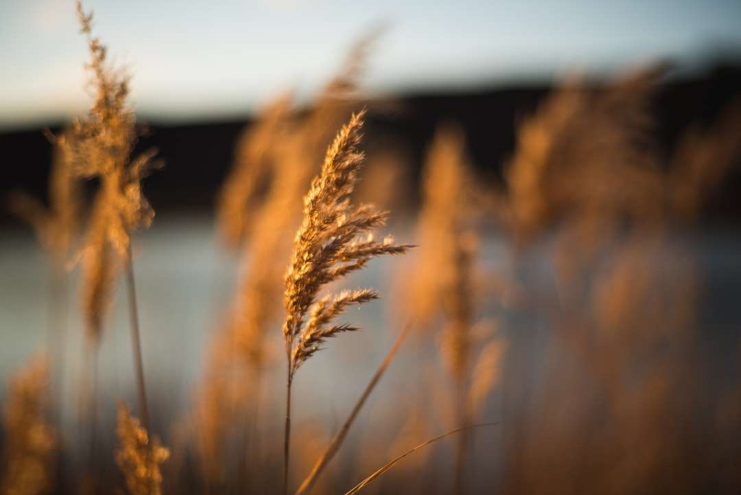 Hnědé pole pšenice během dne online puzzle