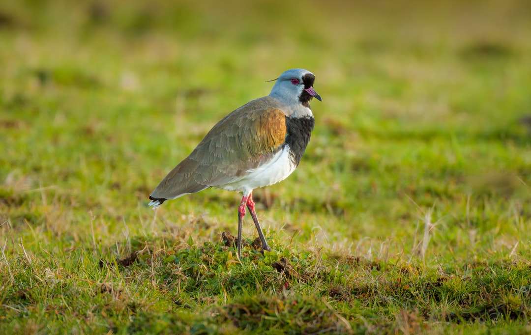 Синя и бяла птица на зелена трева през деня онлайн пъзел