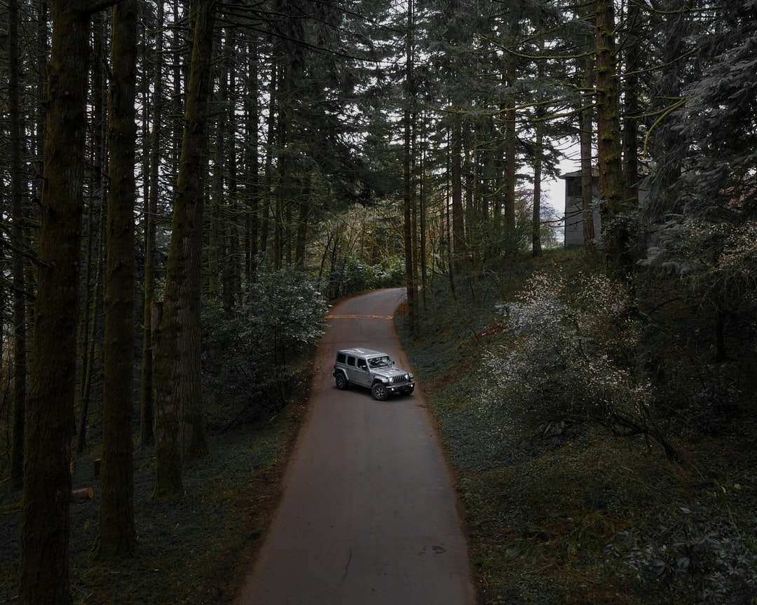 Witte auto op weg tussen bomen overdag online puzzel