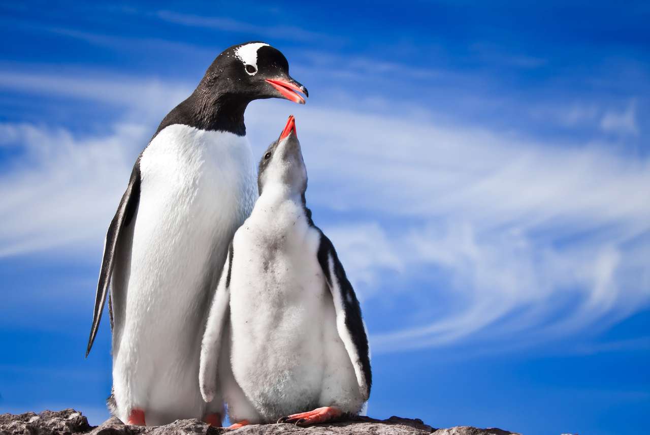 Famille de pingouins puzzle en ligne