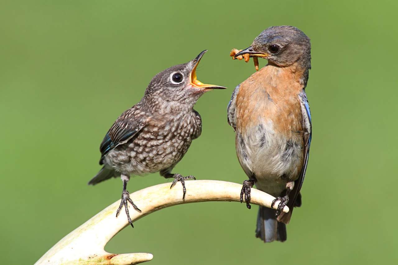 Fågelfodring ung pussel på nätet