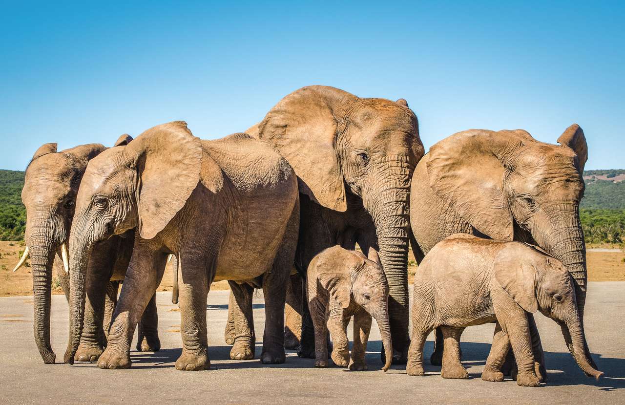 Elefántok családja online puzzle