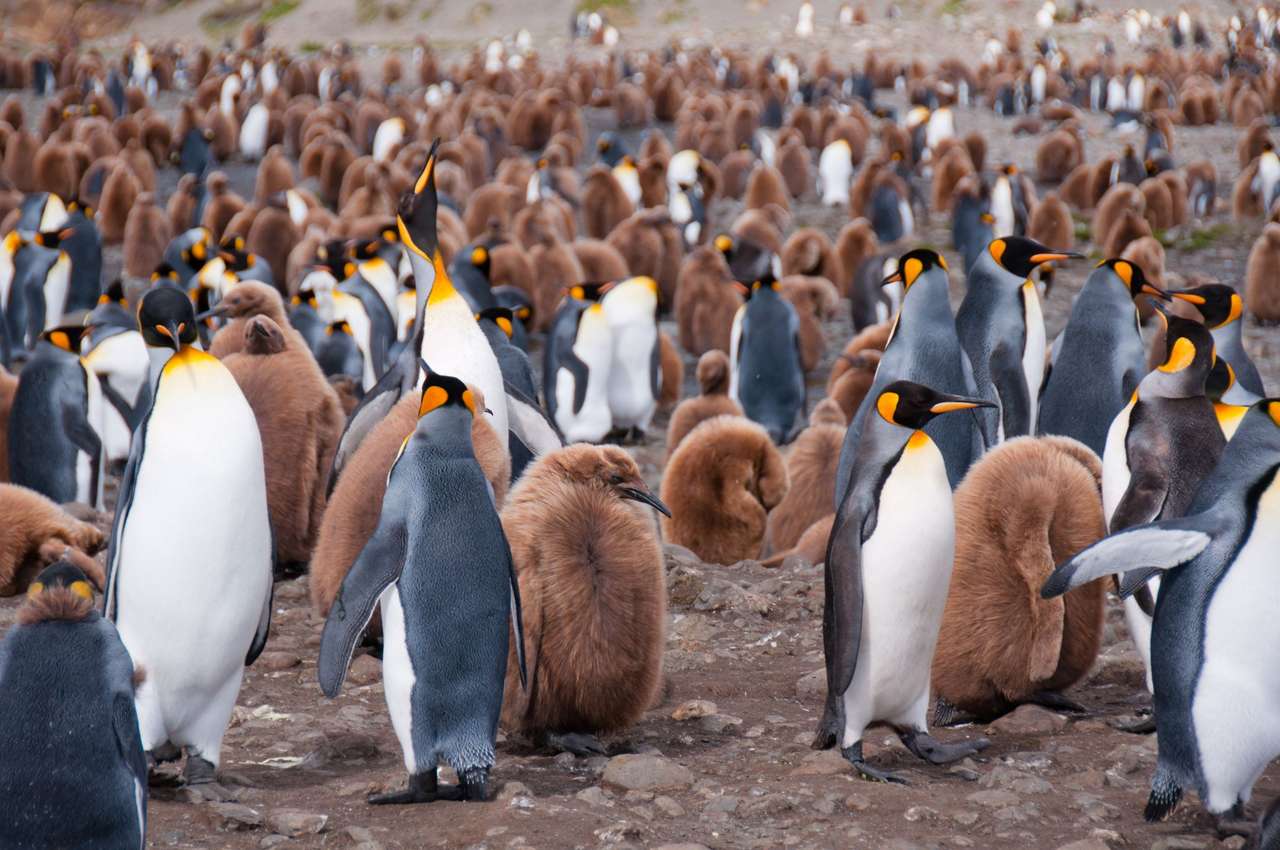 Dar o mulțime de pinguini! puzzle online