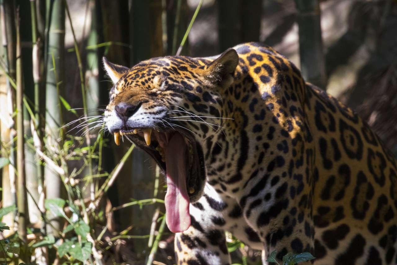 Zívání jaguar. skládačky online