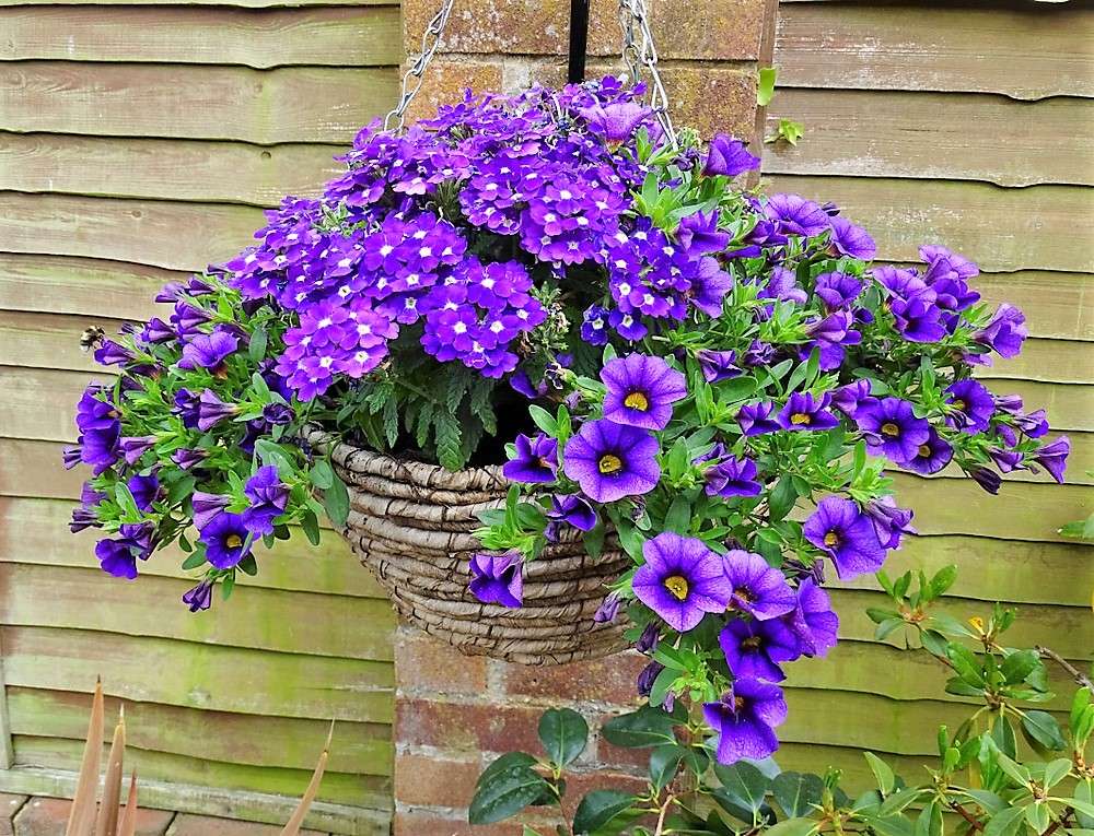 Blumenampel avec fleurs bleu-violet puzzle en ligne