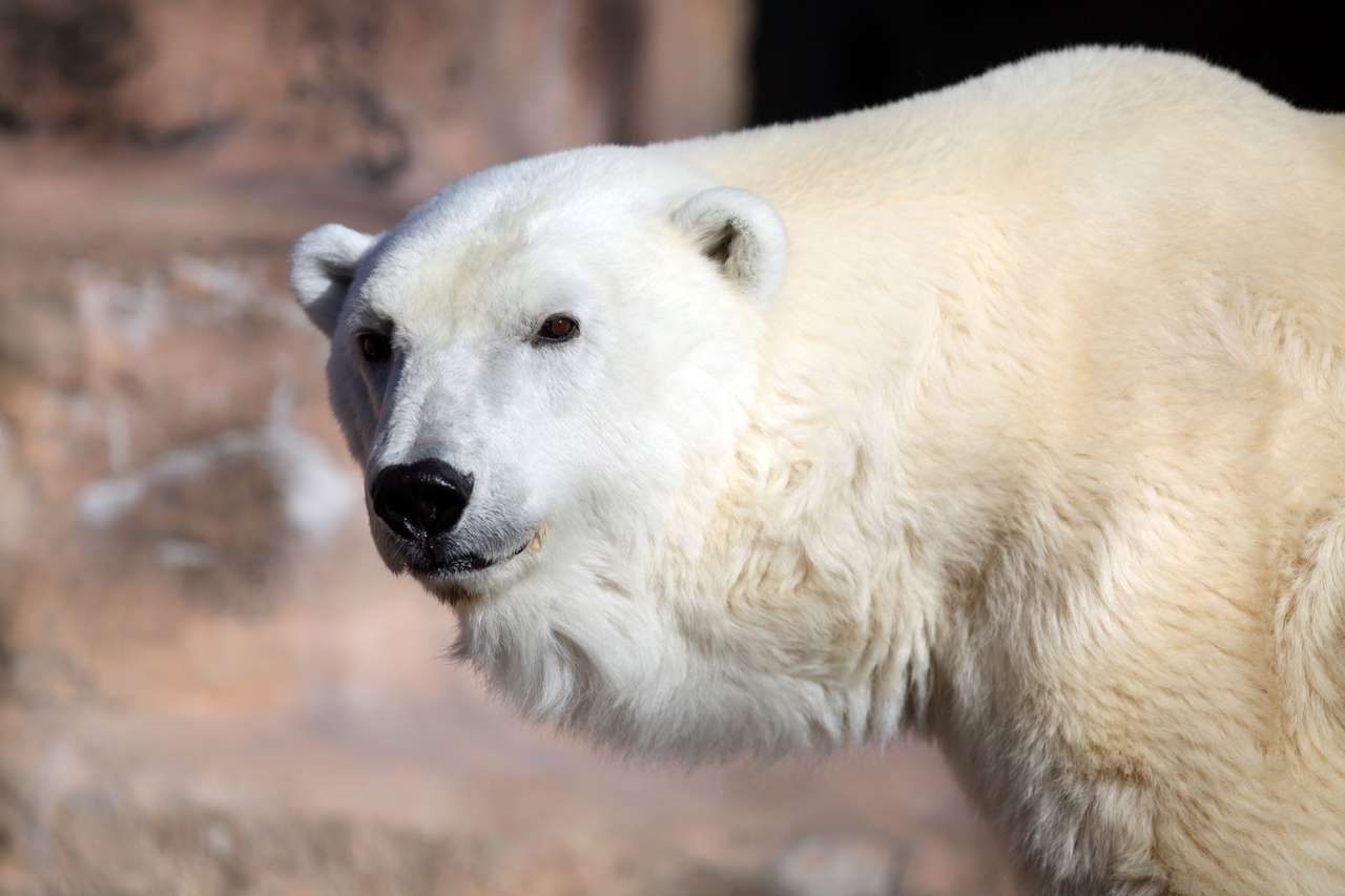 Μια πολική αρκούδα παζλ online
