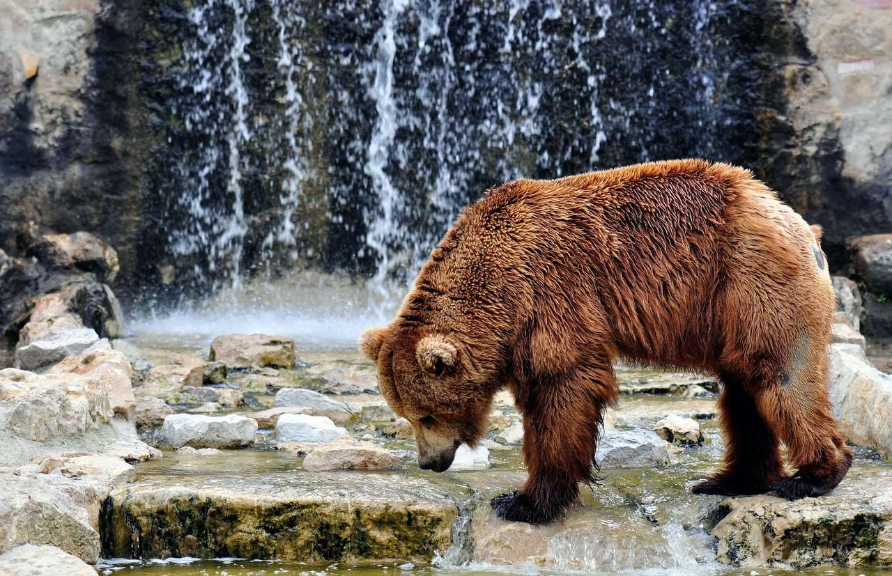 Медведь что-то ищет пазл онлайн