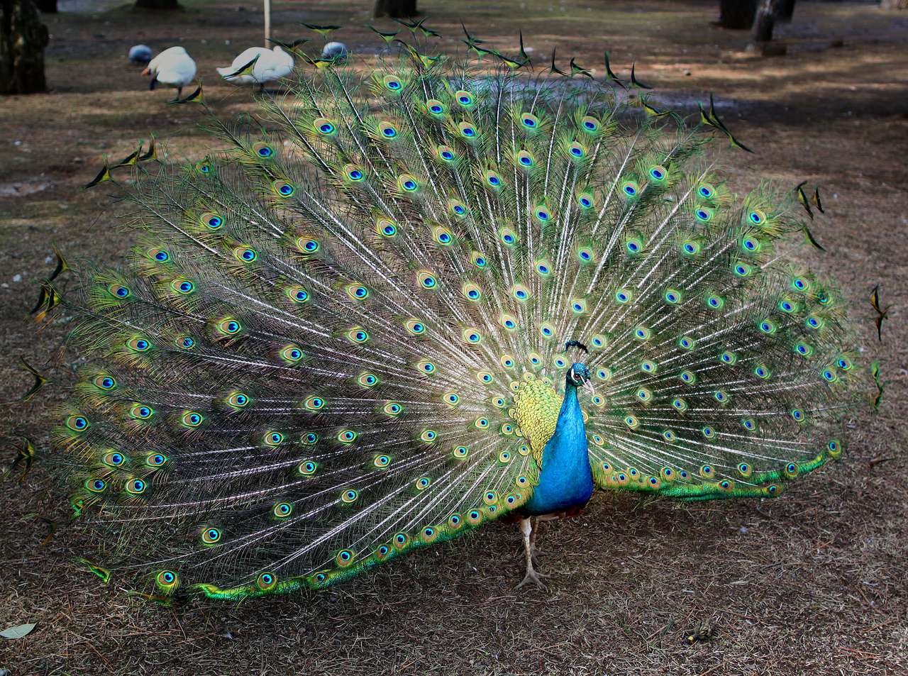 Το Peacock δείχνει την ουρά σας παζλ online