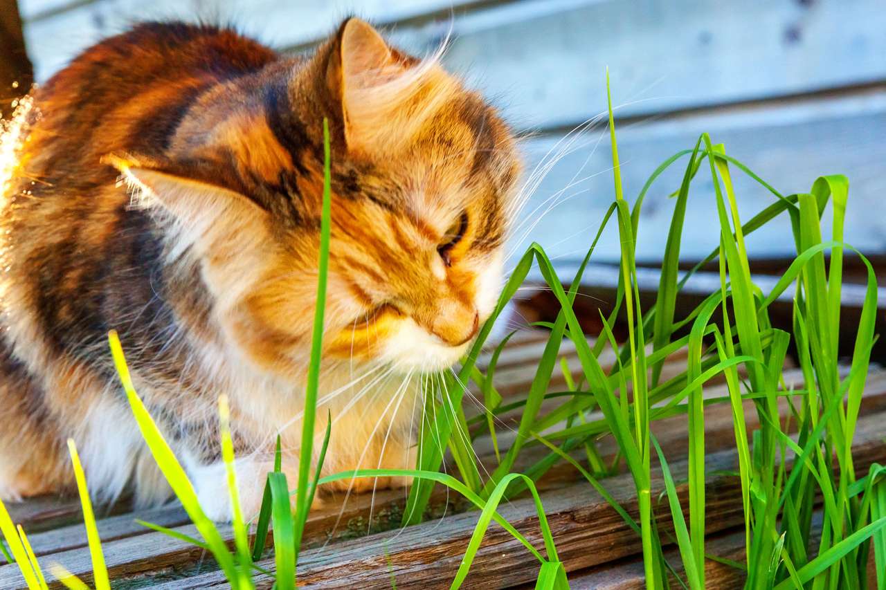 Кошеня їсть траву онлайн пазл