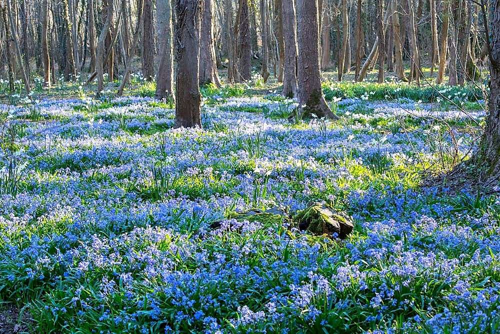 Blå blomma matta i skogen pussel på nätet