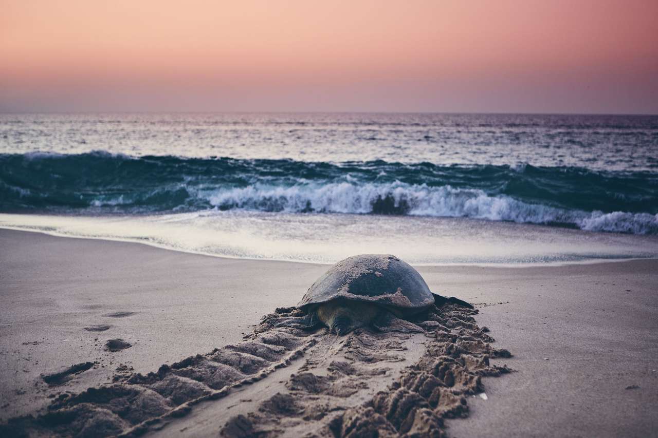 Broască țestoasă pe plajă puzzle online