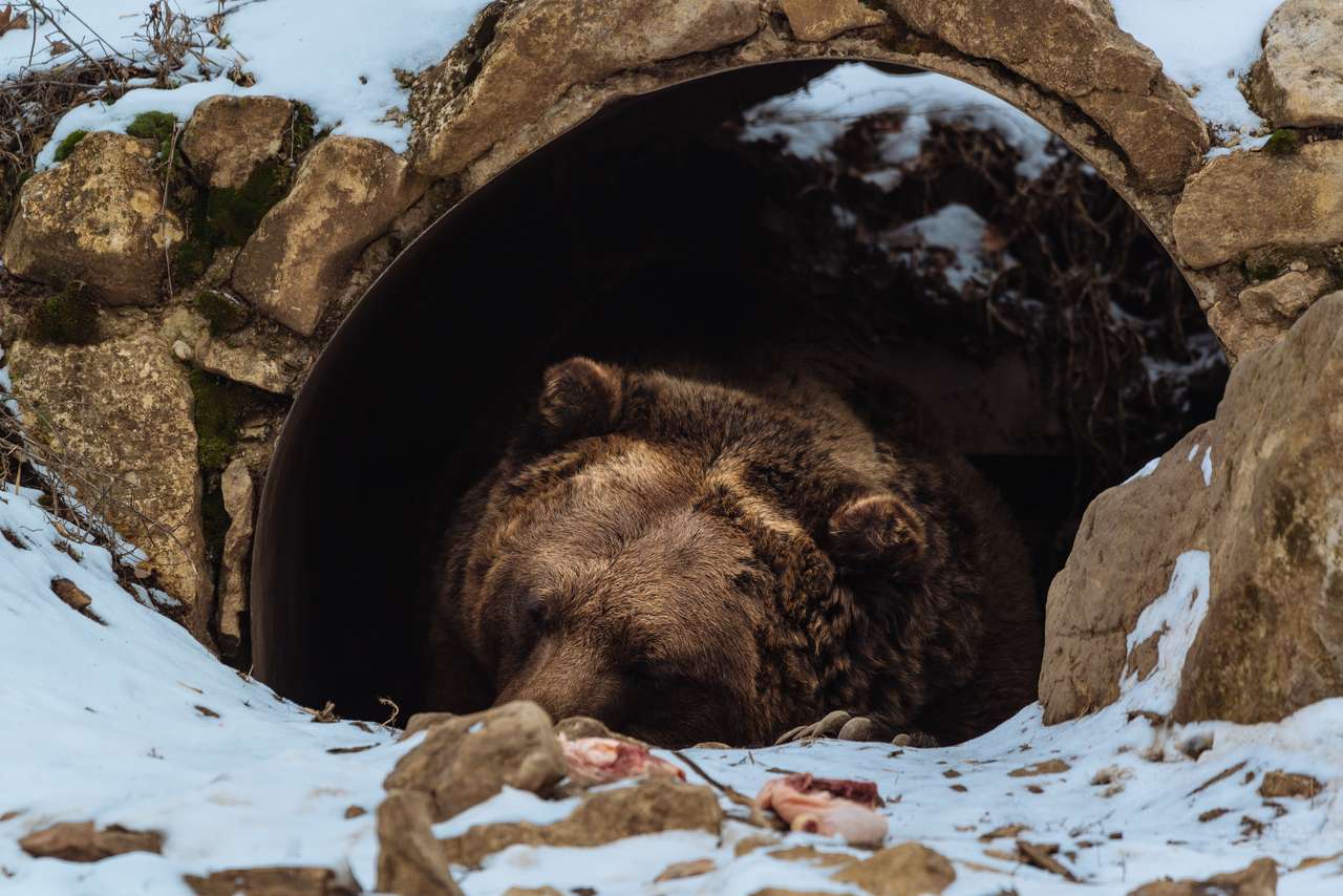 Ведмідь в печері онлайн пазл