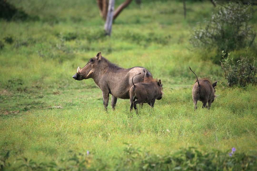 rhinocéros bruns sur le champ d'herbe verte pendant la journée puzzle en ligne