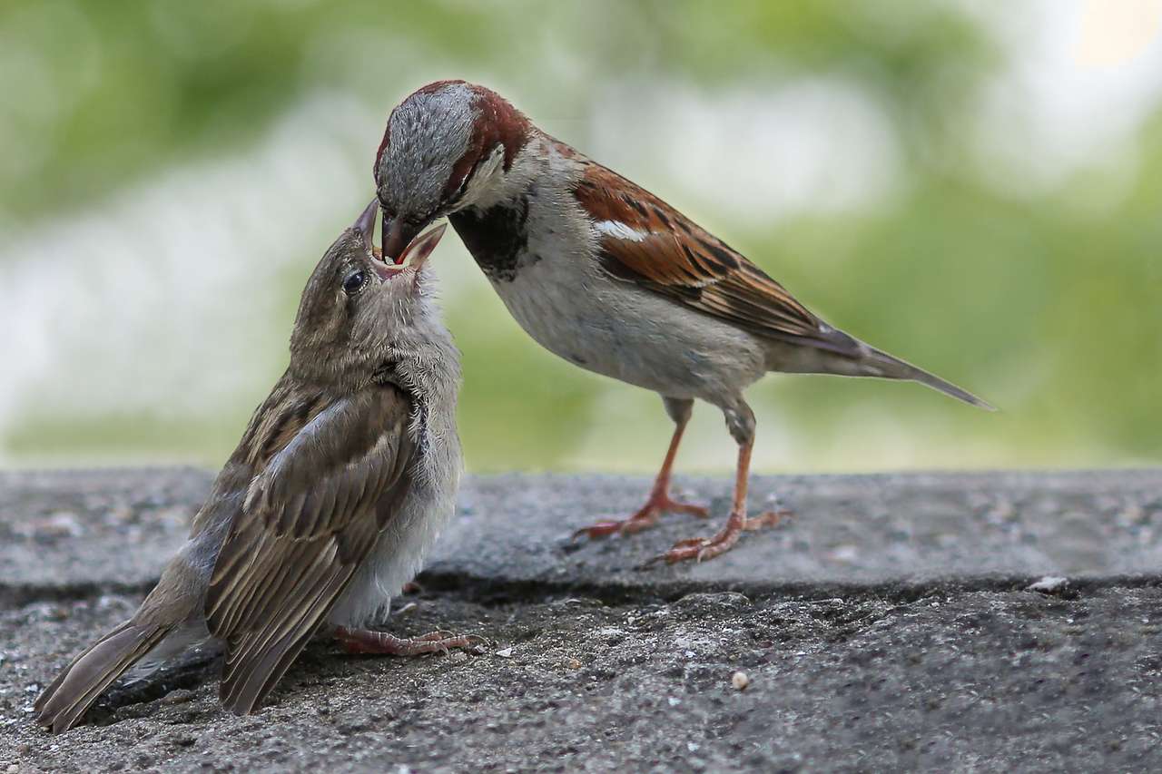 Птица кормит птенцов пазл онлайн