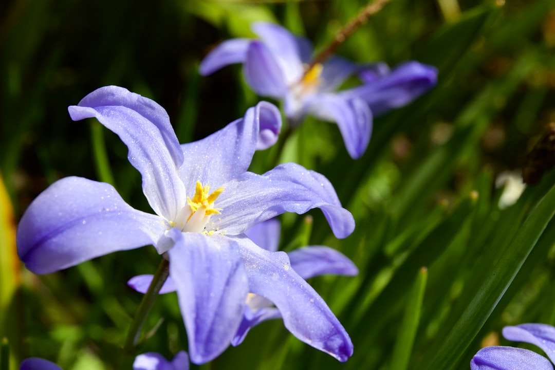 purple crocus in bloom during daytime online puzzle