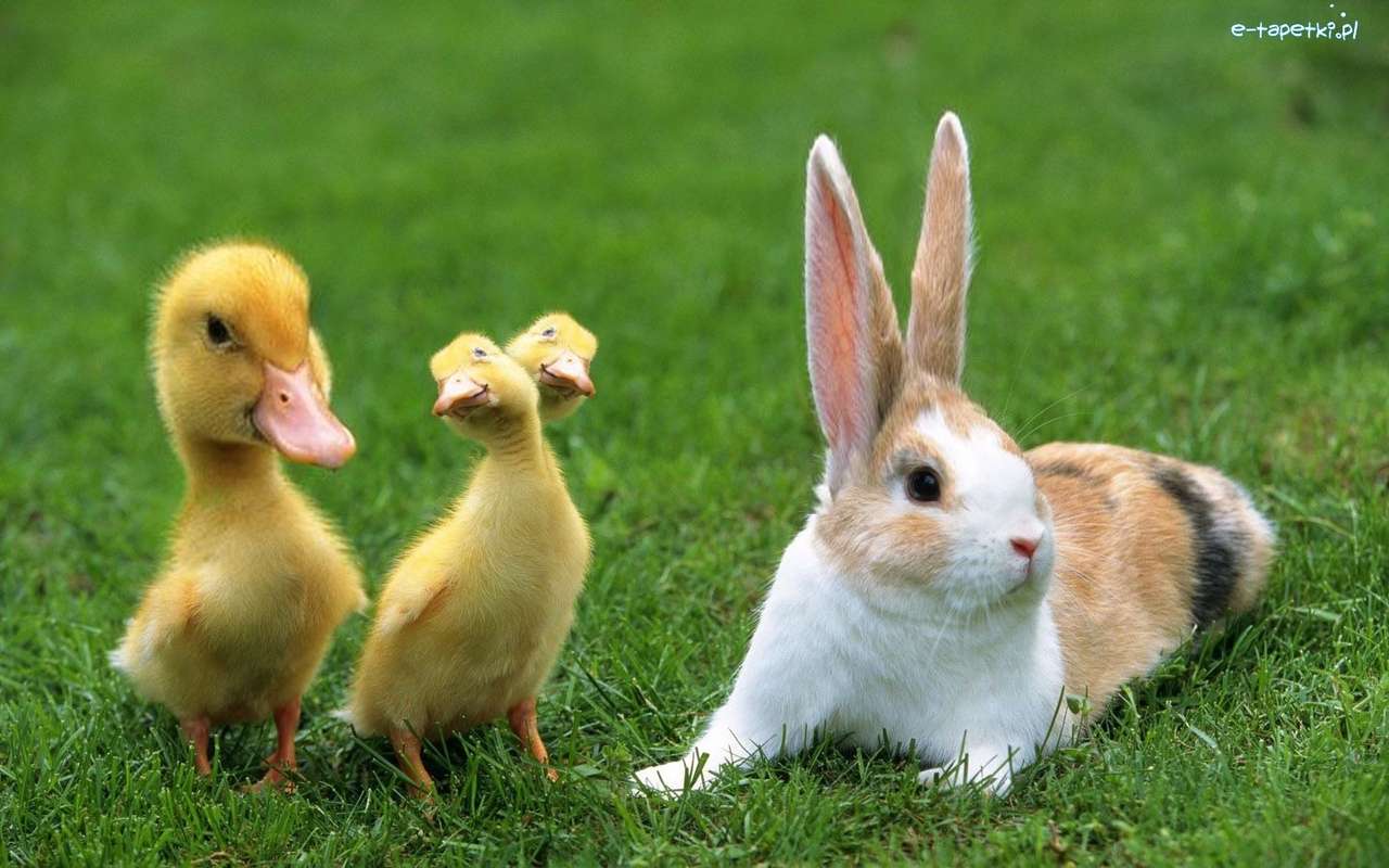 Kaninchen mit Entleinchen. Online-Puzzle