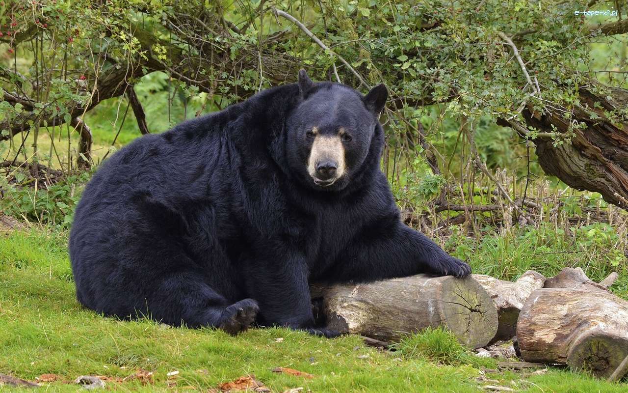 μαύρη αρκούδα παζλ online