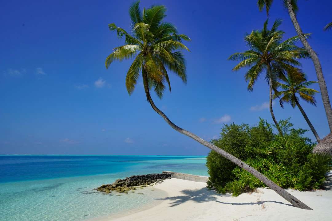 Zelená palma na bílé písčité pláži během dne online puzzle