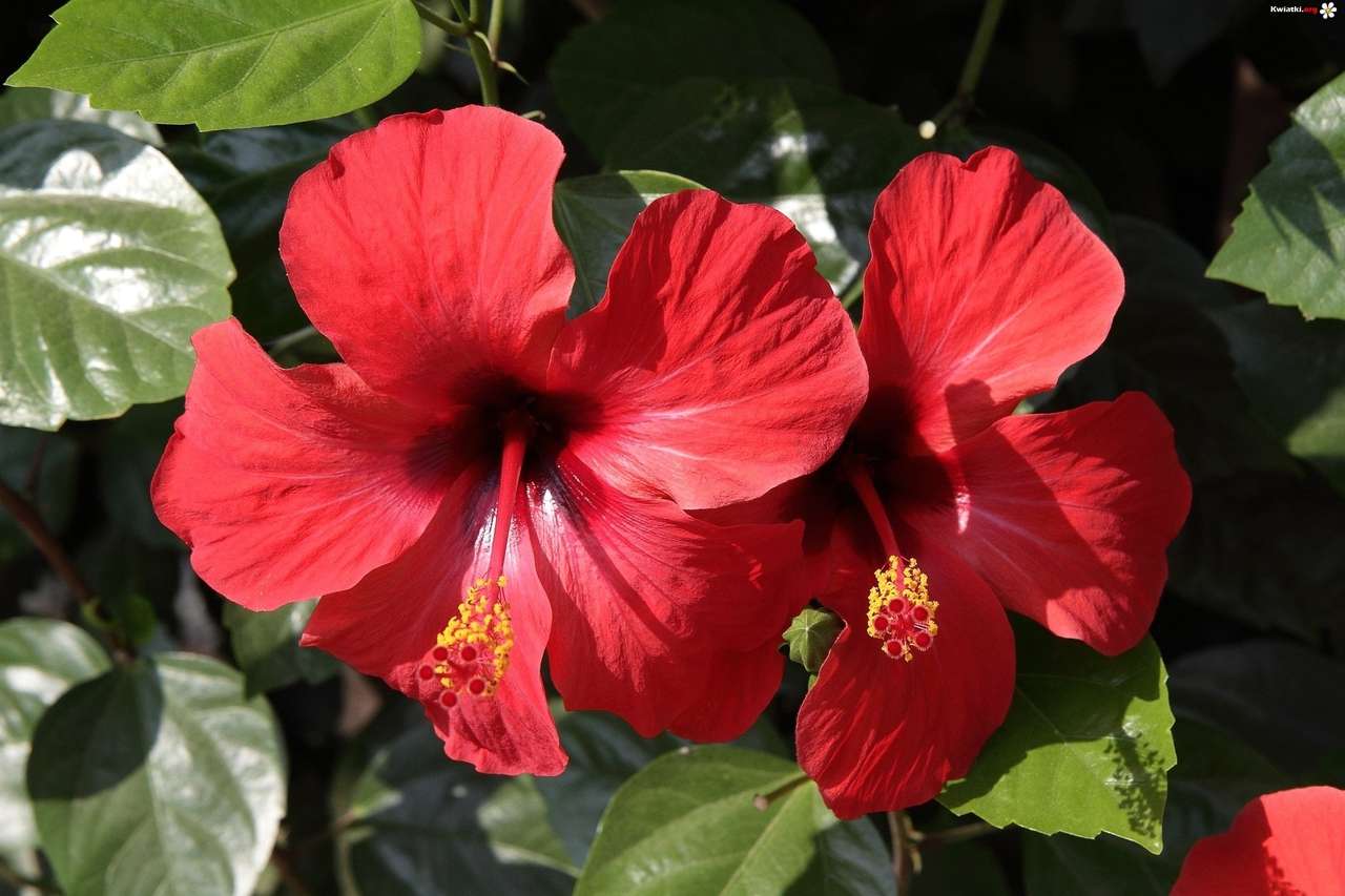 Red hibiscuses jigsaw puzzle online