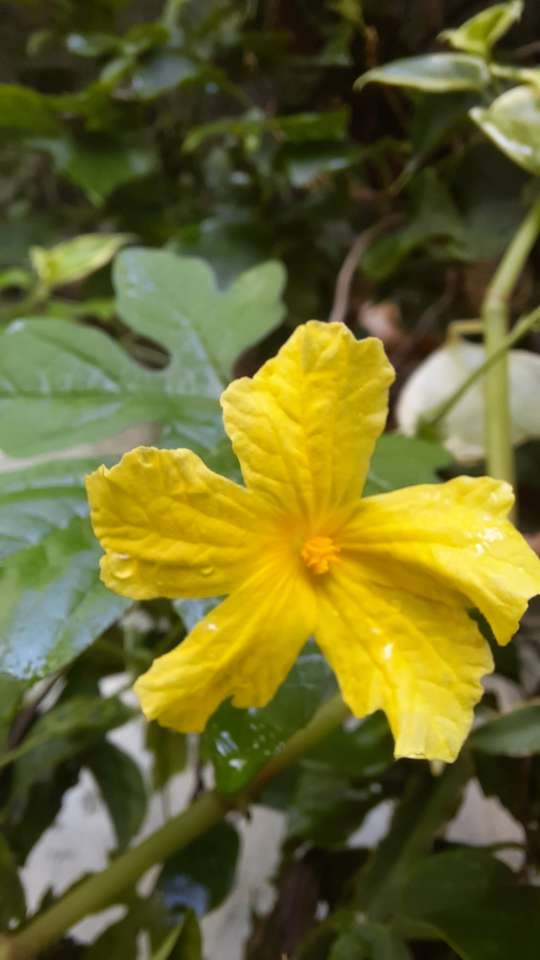 желтый садовый цветок пазл онлайн
