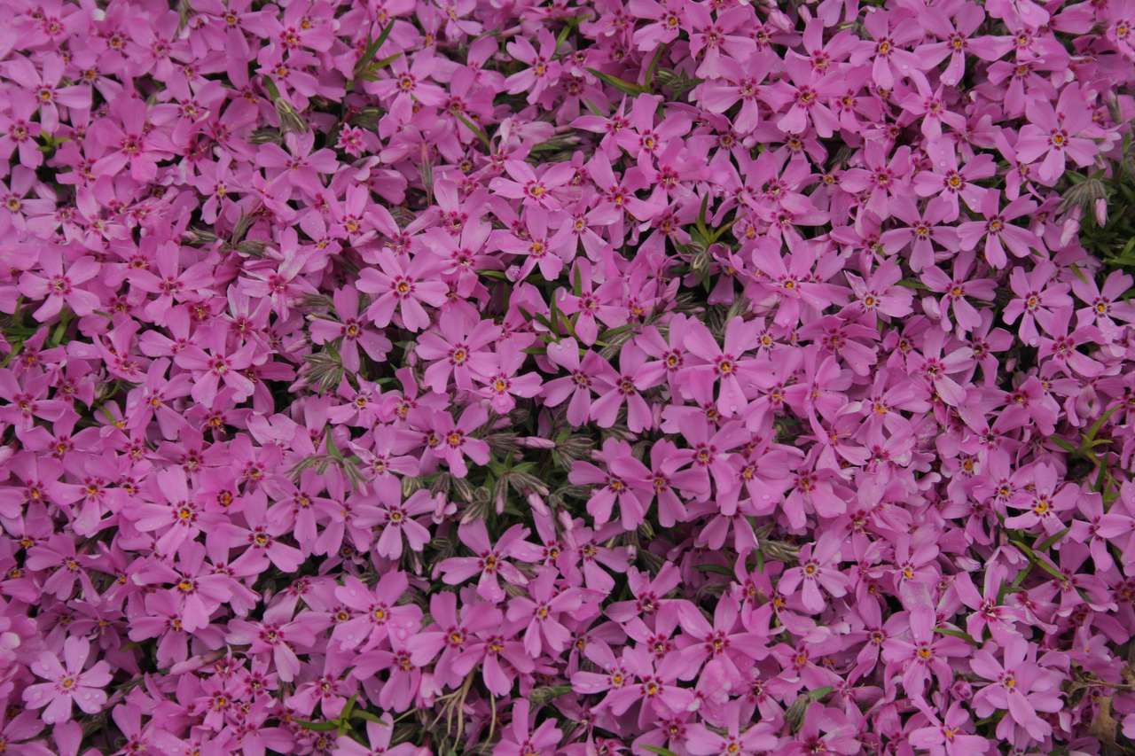 ピンクの花 ジグソーパズルオンライン