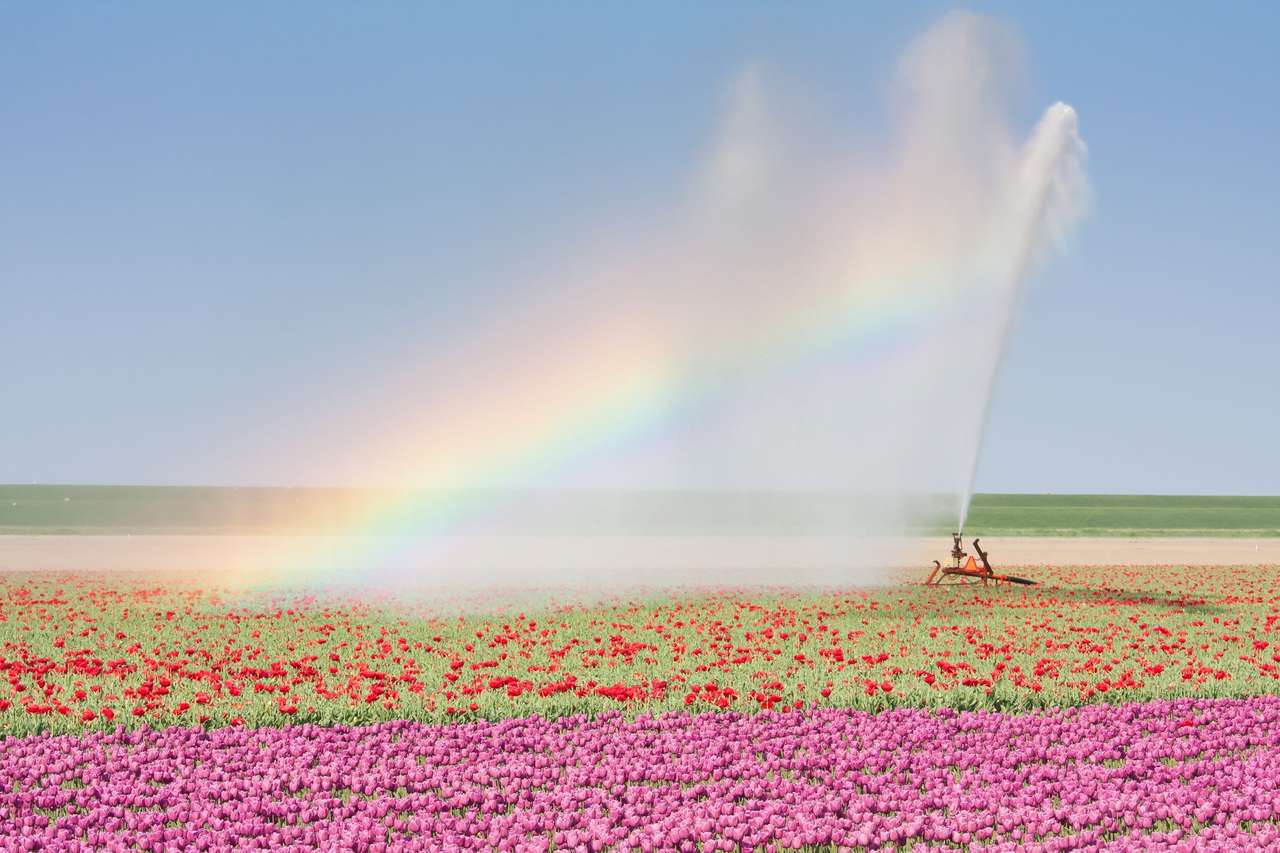 Poppy poppies and rainbow online puzzle