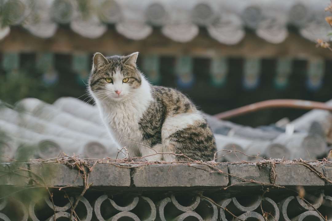 белый и черный кот на коричневом деревянном заборе пазл онлайн