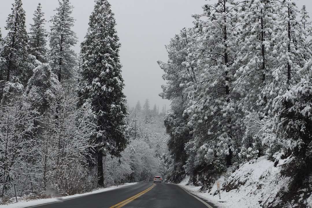 Svart asfaltväg mellan träd täckta med snö Pussel online