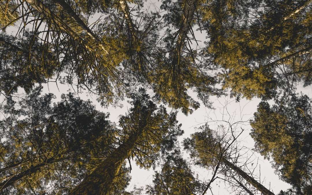 Fotografia cu unghi scăzut a copacilor verzi sub cerul albastru jigsaw puzzle online