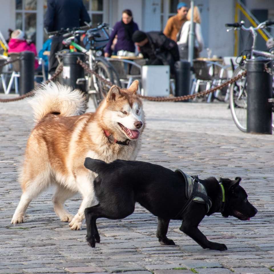 Черно и тен кучета, работещи на покрита сняг онлайн пъзел