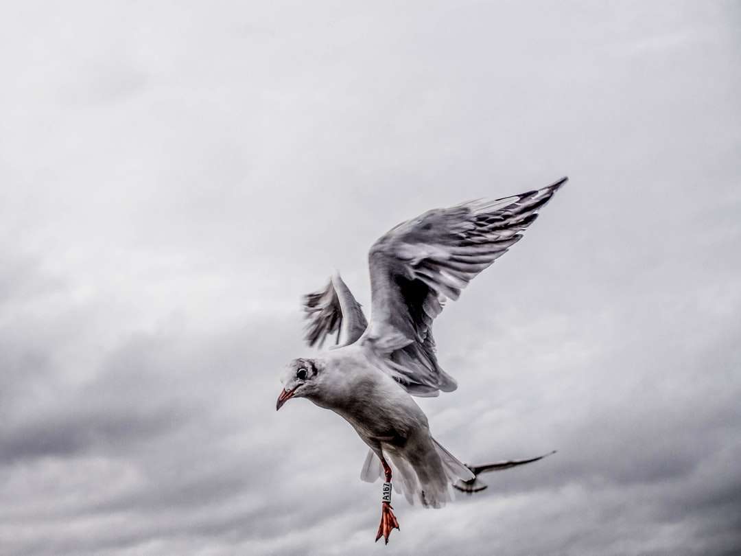 volando de pájaro blanco y gris rompecabezas en línea