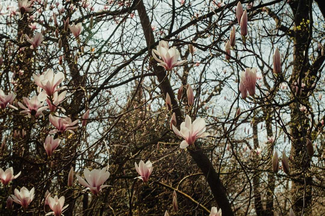rosa körsbärsblomsträd under dagtid Pussel online