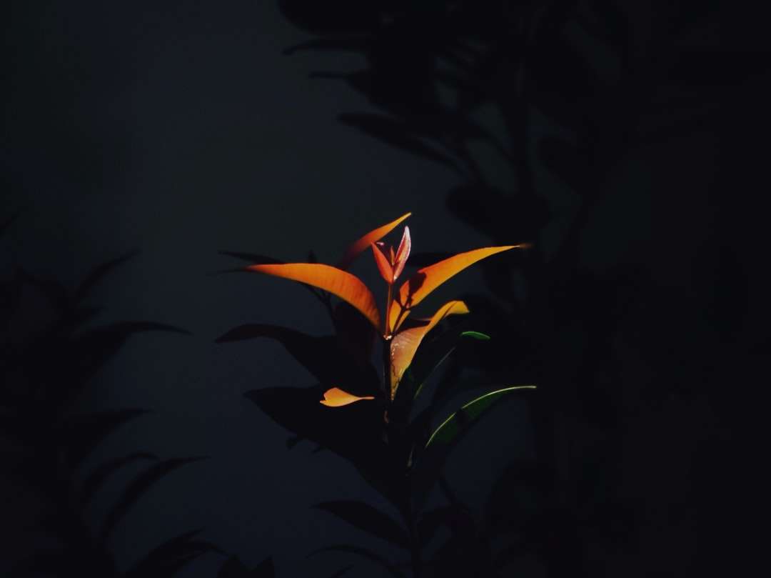 Orange och grön växt i svart bakgrund Pussel online