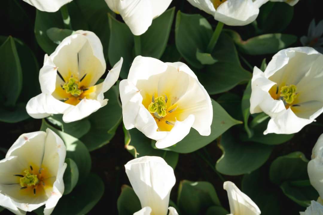 Бяло и жълто цвете в затворена фотография онлайн пъзел